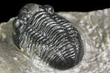 Detailed Gerastos Trilobite Fossil - Morocco #141685-4